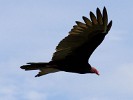 Majestic turkey vulture circling the elevated terrace of Restaurante y Cabañas Boca Brava on Boca Brava island. : Animals, Panama