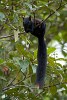 Squirrel on Boca Brava island in the Gulf of Chiriquí. : Animals, Panama