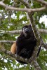 A quiet mantled howling monkey on Boca Brava island. : Animals, Panama