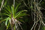 Stubborn epiphyte. : Panama