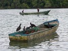 Black vultures looking for fish-scraps near Boca Chica. : Animals, Panama