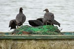 Black vultures looking for fish-scraps near Boca Chica. : Animals, Panama