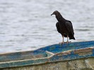 Black vulture looking for fish-scraps near Boca Chica. : Animals, Panama