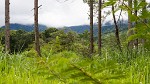 Lush-green Boquete. : Panama