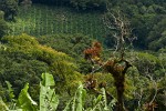 Lush-green Boquete. : Panama