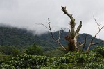 Cloud-covered coffee plantations in Boquete. : Panama