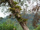 Thriving epiphytes in Boquete. : Panama