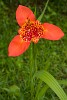 Unknown, huge and colorful flower. : Flowers, Panama