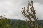 Thick clouds cover the hills surrounding Boquete. : Panama