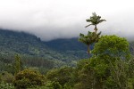 Cloud-covered coffee plantations in Boquete. : Panama