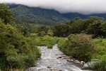 Cloud-covered coffee plantations in Boquete. : Panama