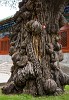 Beijing Confucian temple. : China