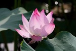 Lotus flower, Beijing, China. : China, Flowers, Nature