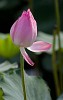 Lotus flower, Beijing, China. : China, Flowers, Nature