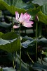 Lotus flower, Beijing, China. : China, Flowers, Nature