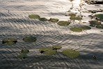 Kunming lake. : China, Nature