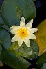 The Great Mosque's garden, Xi'an, China. : China, Flowers, Nature