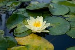 The Great Mosque's garden, Xi'an, China. : China, Flowers, Nature