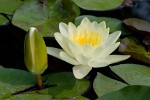 The Great Mosque's garden, Xi'an, China. : China, Flowers, Nature