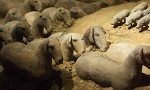 The impressive underground Tomb of Emperor Jingdi (or Han Yangling museum) near Xi'an. : China