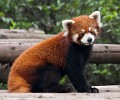 Red Panda at the Giant Panda Breeding Research Base in Chengdu. : Animals, China