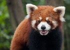 Red Panda at the Giant Panda Breeding Research Base in Chengdu. : Animals, China