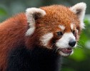 Red Panda at the Giant Panda Breeding Research Base in Chengdu. : Animals, China