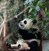 Giant Panda Breeding Research Base in Chengdu. : Animals, China