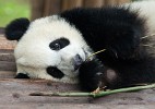 Giant Panda Breeding Research Base in Chengdu. : Animals, China