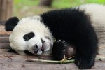 Giant Panda Breeding Research Base in Chengdu. : Animals, China