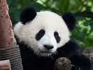 Giant Panda Breeding Research Base in Chengdu. : Animals, China