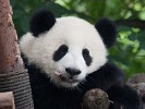 Giant Panda Breeding Research Base in Chengdu. : Animals, China