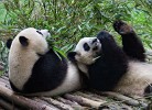 Giant Panda Breeding Research Base in Chengdu. : Animals, China