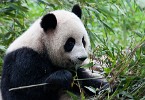 Giant Panda Breeding Research Base in Chengdu. : Animals, China