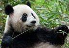 Giant Panda Breeding Research Base in Chengdu. : Animals, China