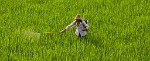 Ricefields around Wùyuán. : China, People