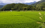 Ricefields around Wùyuán. : China