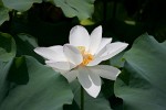 Lotus flower in West Lake, Hángzhou, China. : China, Flowers, Nature