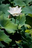 Lotus flower in West Lake, Hángzhou, China. : China, Flowers, Nature