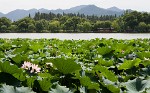 Fields of Lotus flowers in West Lake, Hángzhou, China. : China, Nature