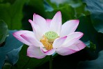 Lotus flower in West Lake, Hángzhou, China. : China, Flowers, Nature