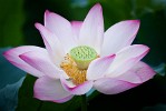 Lotus flower in West Lake, Hángzhou, China. : China, Flowers, Nature