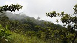 Cloud-shrouded slopes of Volcán Concepción, Isla de Ometepe. : Nicaragua