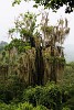 Mossy forest on the lower slopes of Volcán Concepción on Isla de Ometepe. : Nicaragua