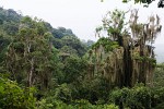 Mossy forest on the lower slopes of Volcán Concepción on Isla de Ometepe. : Nicaragua