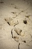 Footprints in the Mudd in Managua (Huellas de Acahualincas). Only these prints have fossilized and are some 6000 years old. They were discovered by miners in 1874 and partly excavated in 1941 and 1942 by the Carnegie Foundation. : Nicaragua