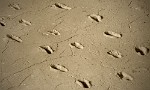 Footprints in the Mudd in Managua (Huellas de Acahualincas). Only these prints have fossilized and are some 6000 years old. They were discovered by miners in 1874 and partly excavated in 1941 and 1942 by the Carnegie Foundation. : Nicaragua