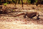 Komodo Dragon - Komodo National Park, Indonesia. The Komodo Dragon (Varanus komodoensis), also known as the Komodo Monitor, Komodo Island Monitor or Ora (to the natives of Komodo), is the largest living species of lizard, growing to an average length of 2-3 metres (approximately 6.5-10 feet). This great length is attributed to island gigantism, as there are no carnivorous mammals to fill the niche in the islands that they live on, and the Komodo dragon's low metabolic rate.As a result of its great size, these lizards are apex predators, dominating the ecosystems in which they live. Komodo dragons are a member of the monitor lizard family Varanidae, and the clade Toxicofera. They only inhabit the islands of Komodo, Rinca (or Rintja), Padar, Flores, Gili Motang, Owadi, and Samiin in central Indonesia. Parental care in Komodo dragons is restricted to the females, who guard clutches of around 20 eggs for seven months. After hatching, young Komodo dragons often move into trees in order to avoid predation by adults. Young dragons take five years to reach maturity, after which they can live for fifty years. In captivity Komodo dragons have reproduced by parthenogenesis. In spite of their large size, Komodo dragons were only discovered by Western scientists in 1910. Their large size and fearsome reputation makes them popular zoo exhibits. In the wild their range has contracted due to human activities and they are listed as vulnerable by the IUCN. They are protected under Indonesian law and a national park, Komodo National Park, was founded in order to protect them.