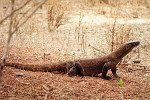 Komodo Dragon - Komodo National Park, Indonesia. The Komodo Dragon (Varanus komodoensis), also known as the Komodo Monitor, Komodo Island Monitor or Ora (to the natives of Komodo), is the largest living species of lizard, growing to an average length of 2-3 metres (approximately 6.5-10 feet). This great length is attributed to island gigantism, as there are no carnivorous mammals to fill the niche in the islands that they live on, and the Komodo dragon's low metabolic rate.As a result of its great size, these lizards are apex predators, dominating the ecosystems in which they live. Komodo dragons are a member of the monitor lizard family Varanidae, and the clade Toxicofera. They only inhabit the islands of Komodo, Rinca (or Rintja), Padar, Flores, Gili Motang, Owadi, and Samiin in central Indonesia. Parental care in Komodo dragons is restricted to the females, who guard clutches of around 20 eggs for seven months. After hatching, young Komodo dragons often move into trees in order to avoid predation by adults. Young dragons take five years to reach maturity, after which they can live for fifty years. In captivity Komodo dragons have reproduced by parthenogenesis. In spite of their large size, Komodo dragons were only discovered by Western scientists in 1910. Their large size and fearsome reputation makes them popular zoo exhibits. In the wild their range has contracted due to human activities and they are listed as vulnerable by the IUCN. They are protected under Indonesian law and a national park, Komodo National Park, was founded in order to protect them.