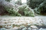 December 23, 1998, "The Christmas Ice Storm": A major ice storm struck central and southeast Virginia beginning on Wednesday, December 23 and lasting into Friday, December 25, Christmas Day. Icy conditions caused injuries from slips and falls and numerous vehicle accidents. Ice accumulations of up to an inch brought down trees and power lines. Outages were so widespread (400,000 customers on Christmas Eve) that some people were without power for up to ten days.